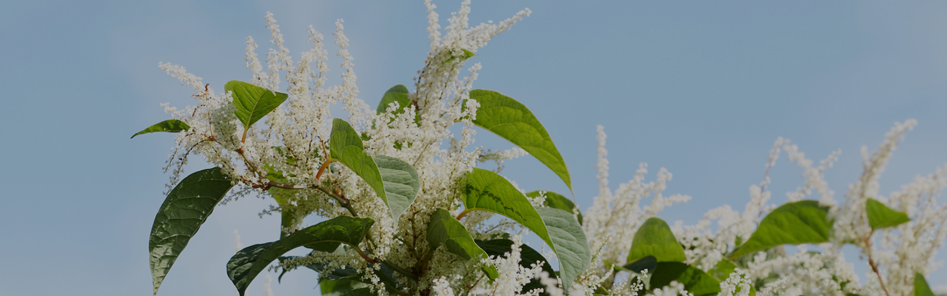 Arrange a SIte Visit Image 1