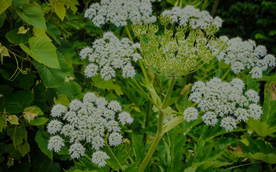 Giant Hogweed Image 1