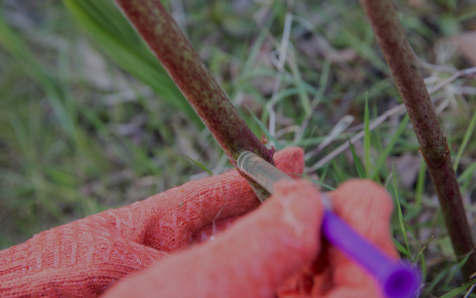 Giant Hogweed Image 2