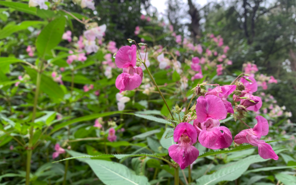 Himalayan Balsam Image 1