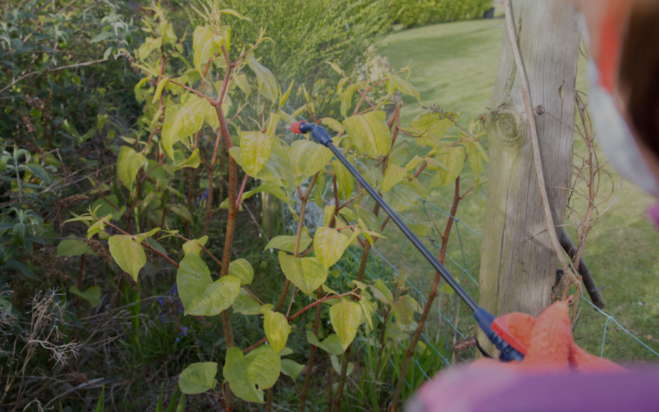 Himalayan Balsam Image 2