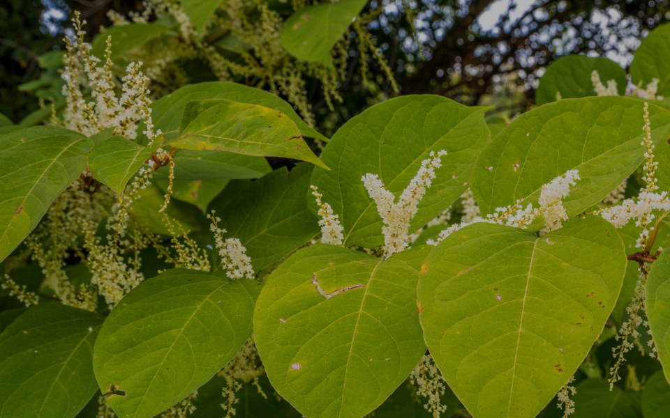 Japanese Knotweed Image 1