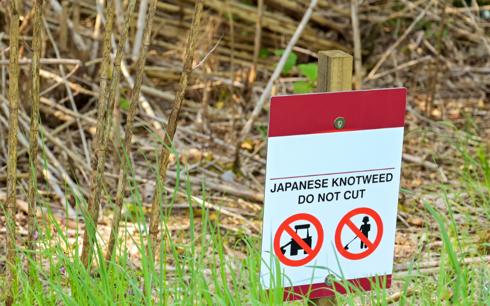 Japanese Knotweed Image 2